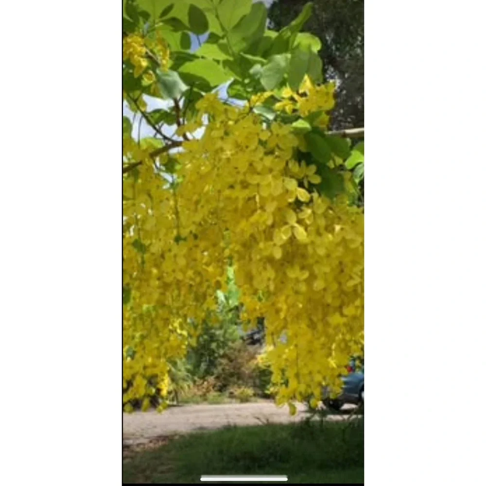 AMALTAS CASSIA FISTULA PODS GOLDEN SHOWER TREE PODS CANAFISTULA 100g